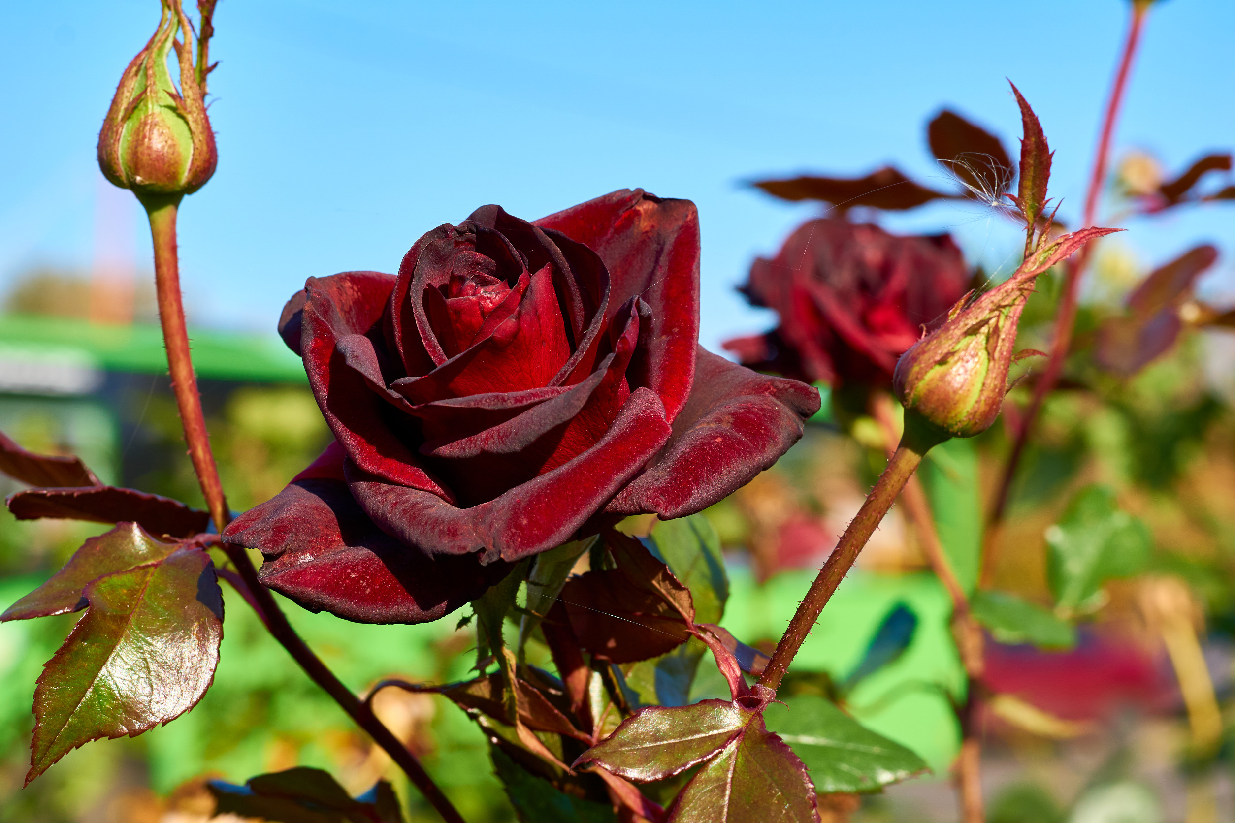 Сорт розы Черная магия: описание, фото, характеристики, посадка и уход