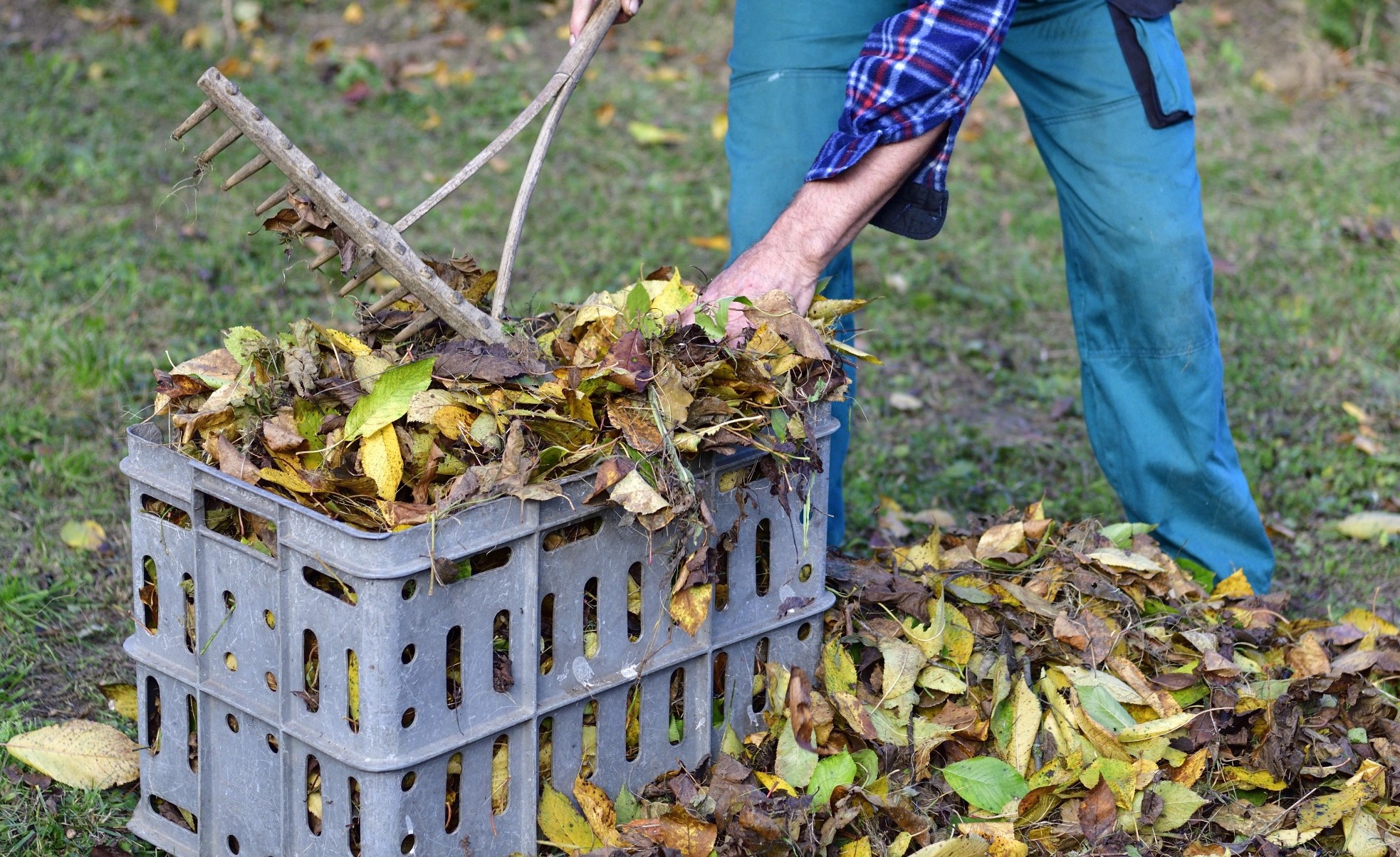 Садовые работы и народные приметы на последнюю неделю ноября 2017