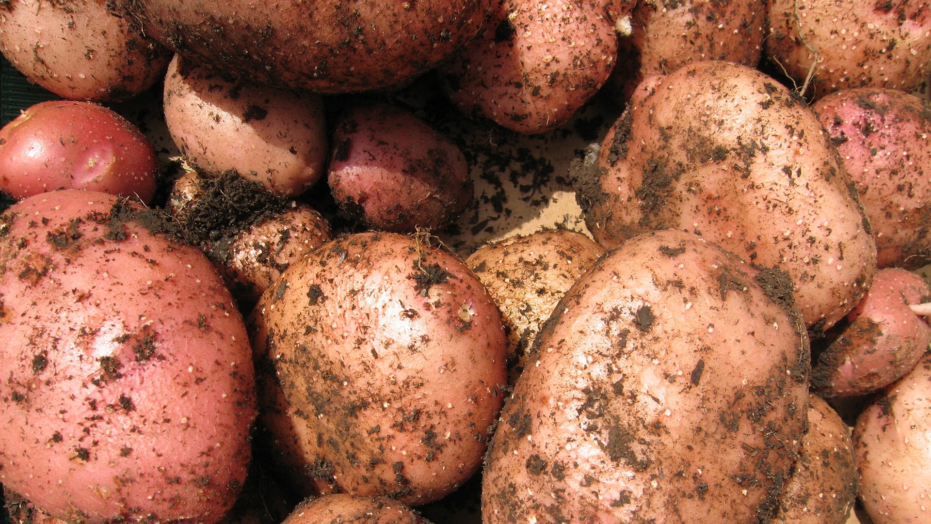 Картошка сорт Рябинушка