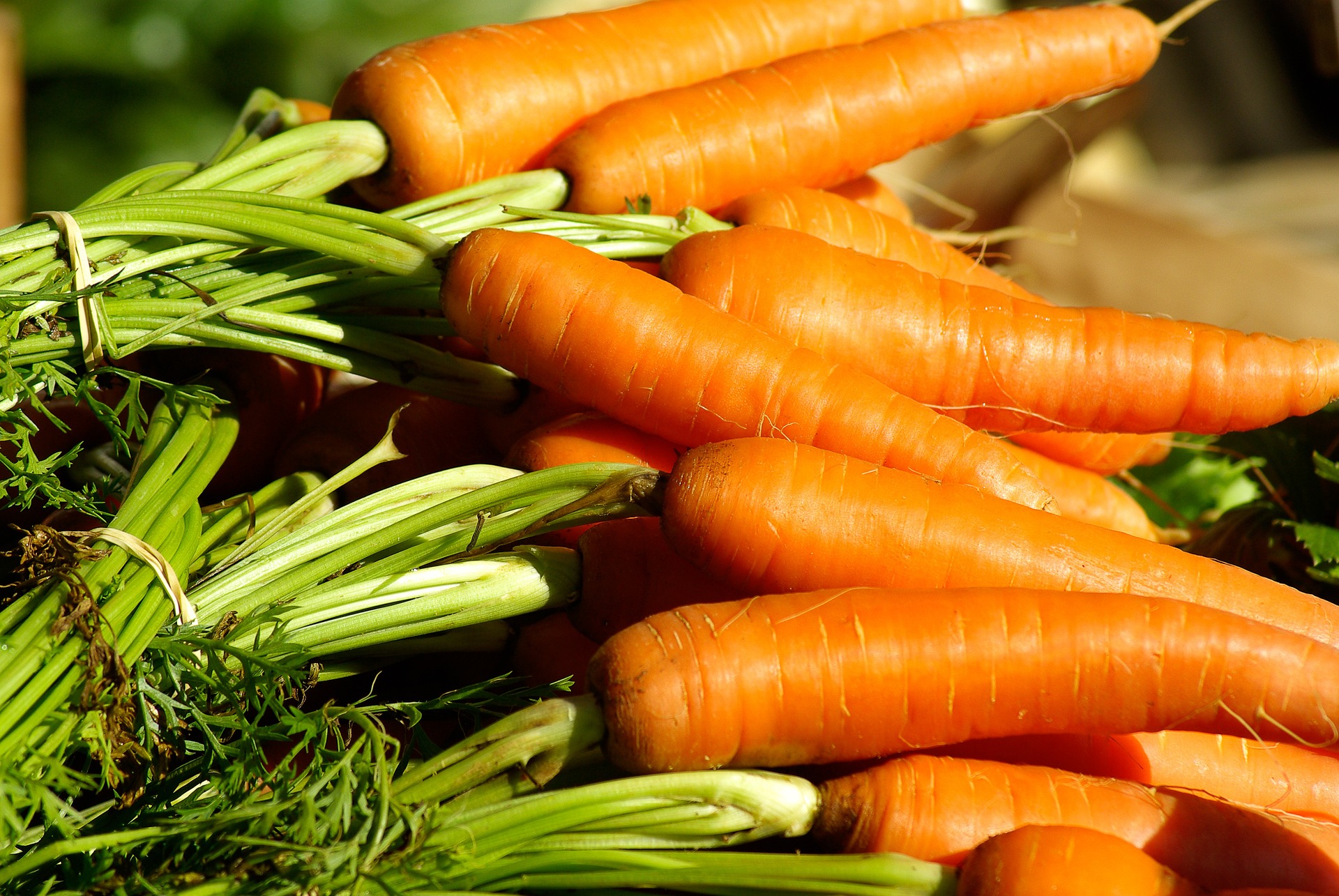 Сорт моркови Лосиноостровская (фото) – описание, характеристики,урожайность, посадка и уход за Лосиноостровской