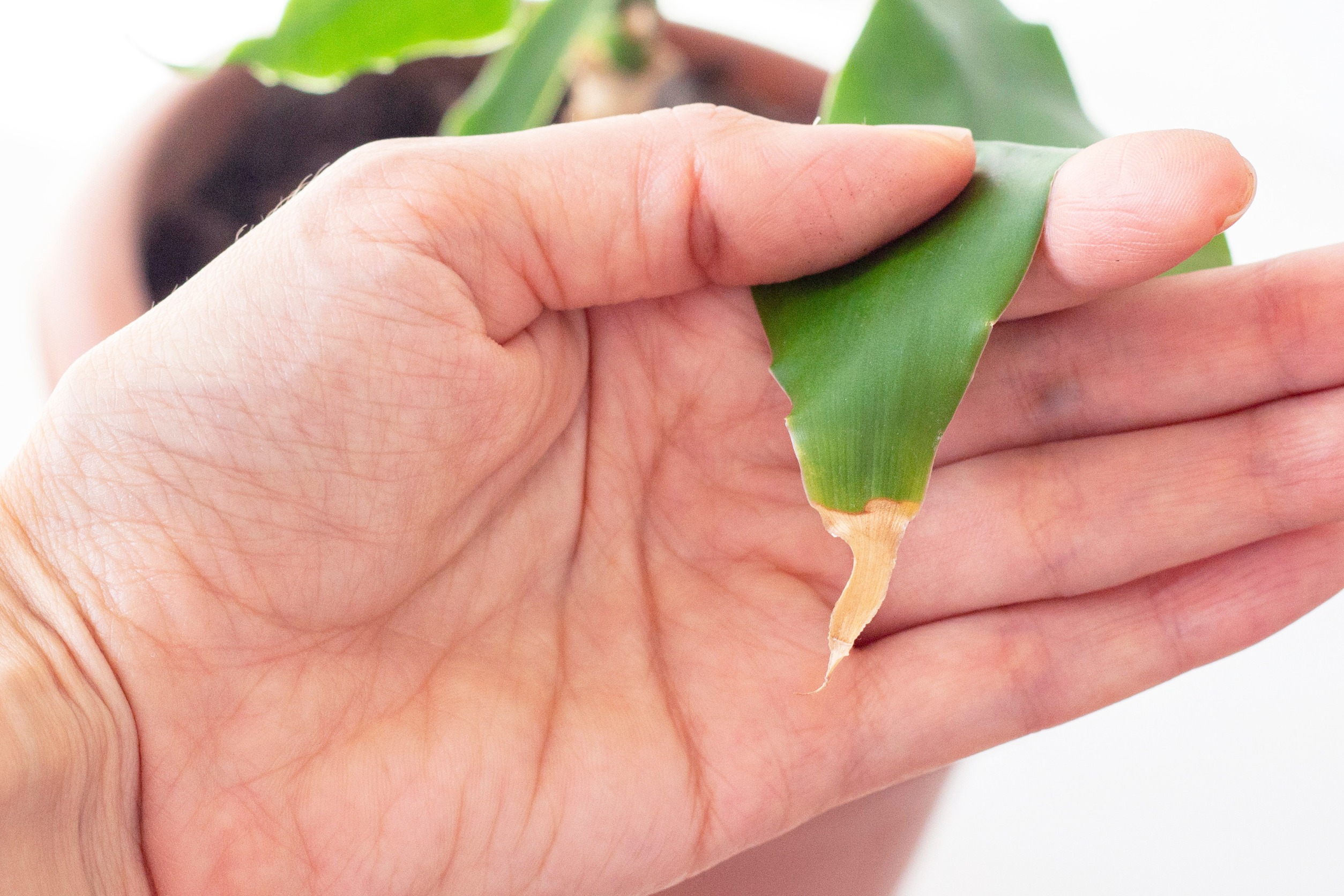 Что делать, если сохнут листья у драцены: возвращаем к жизни любимое комнатное растение