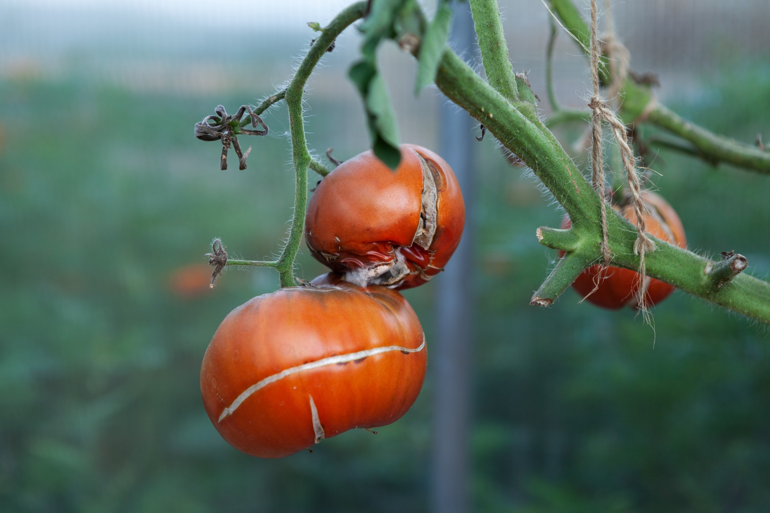7 болезней томатов: описание, лечение, меры борьбы с болезнями помидоров