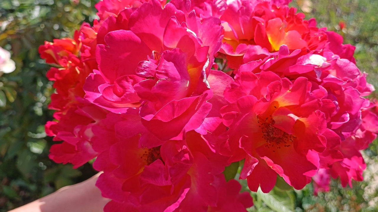 Тля на розах: как избавиться и чем обработать розы от тли