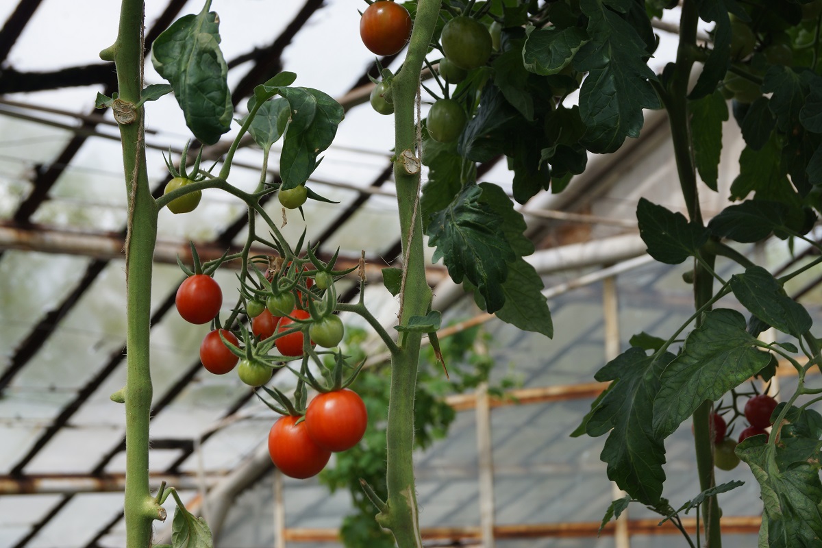 Когда, чем и как подвязать томаты в теплице