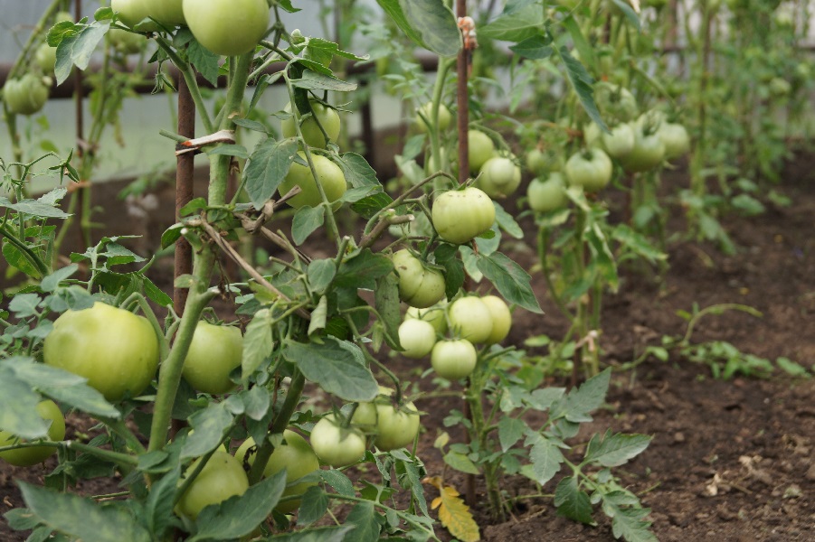 Как усилить рост помидор в теплице