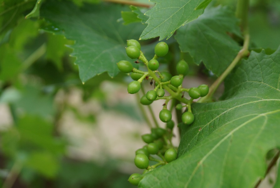 Хлороз винограда – лечение, причины и борьба разными средствами