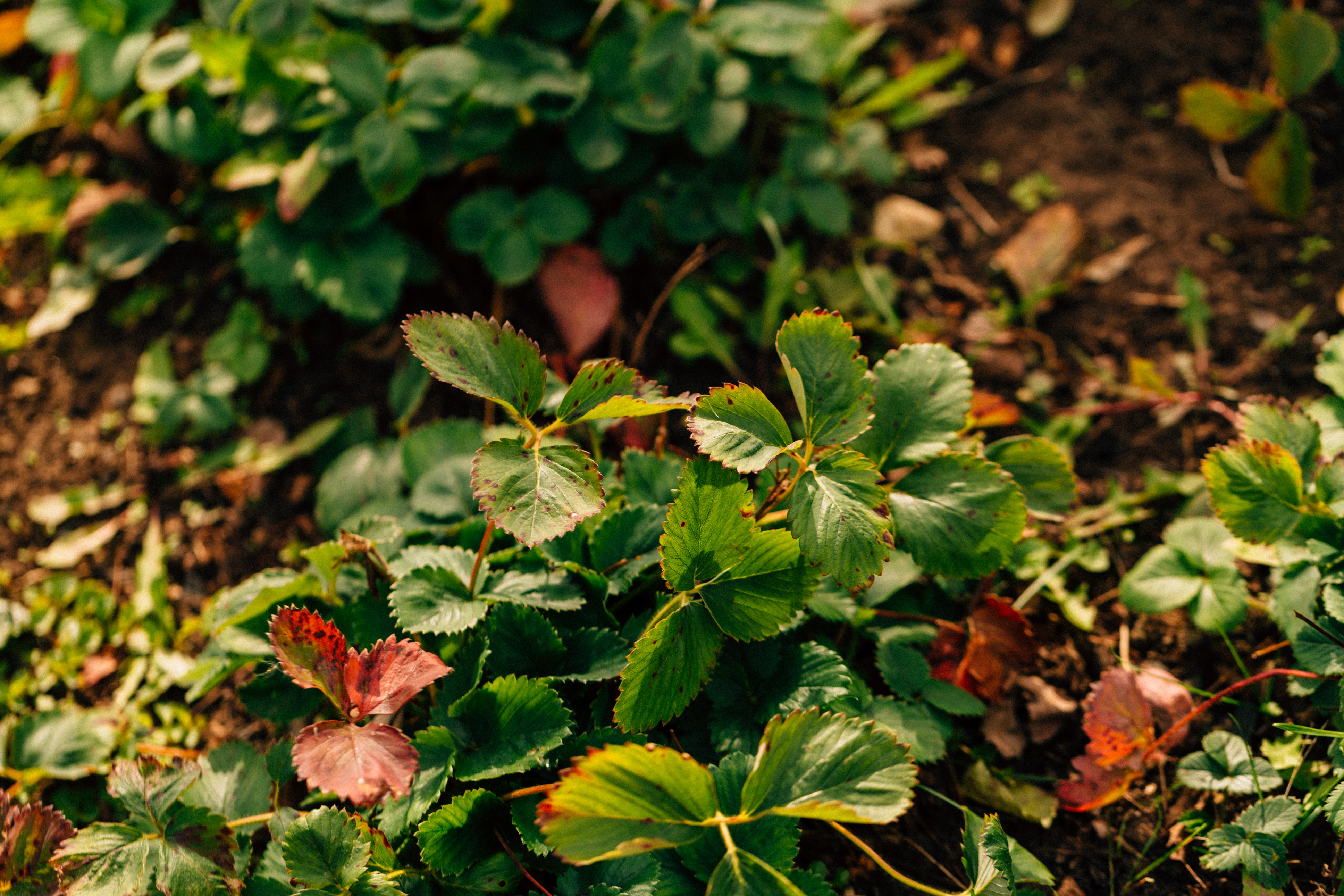 Почему краснеют листья клубники – причины, что делать и чем лечитьземлянику садовую