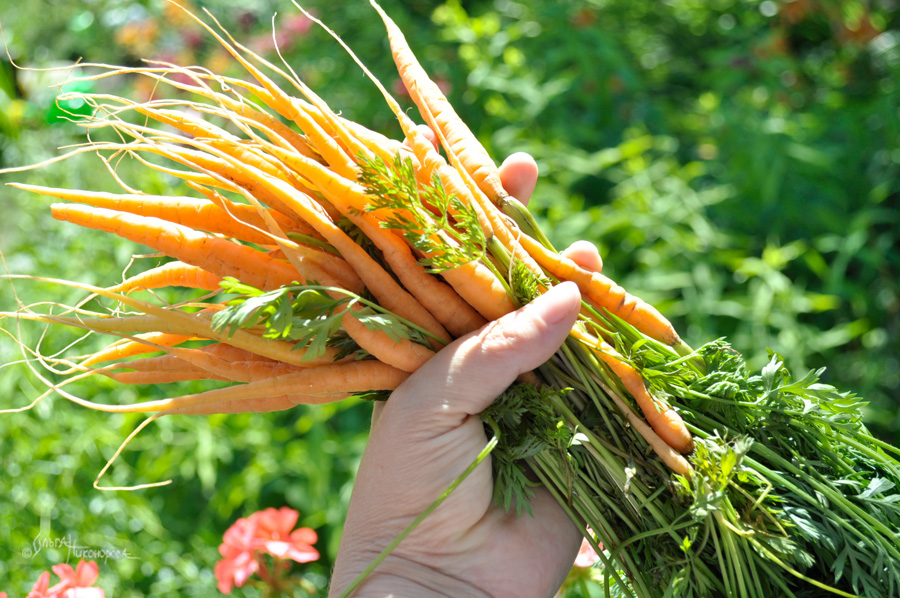 Смузи из ботвы моркови, пошаговый рецепт с фото от автора Надежда Муринец