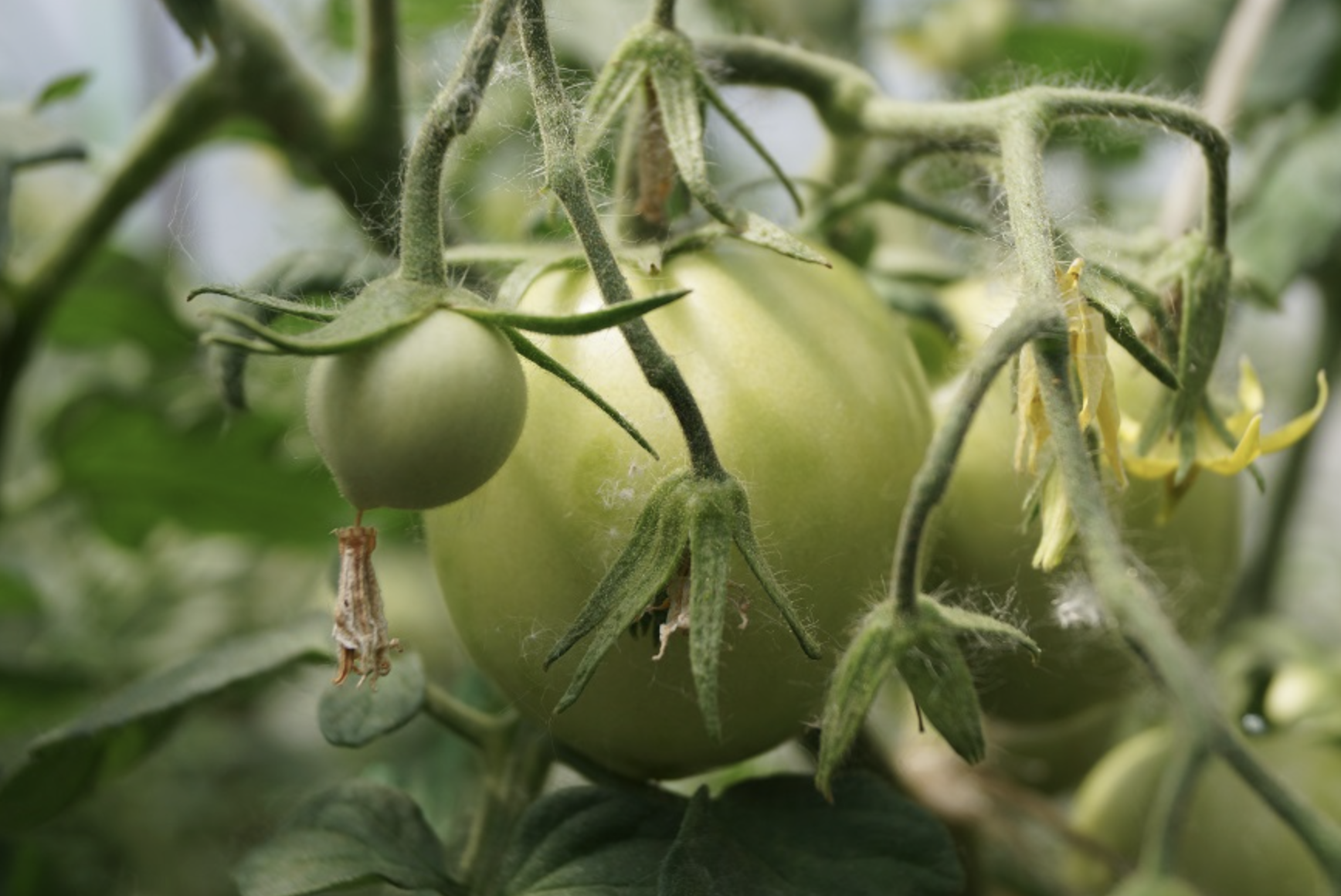 Чем опрыскать помидоры для завязи в открытом грунте и теплице