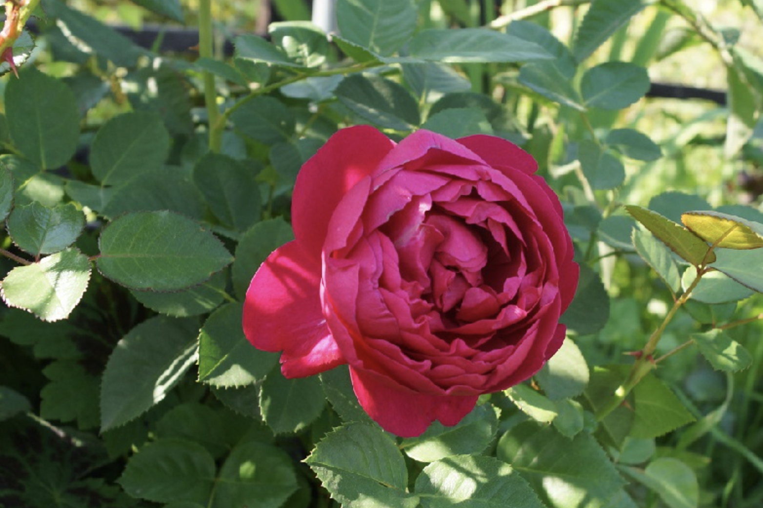 Как размножить розу кустовую садовую летом