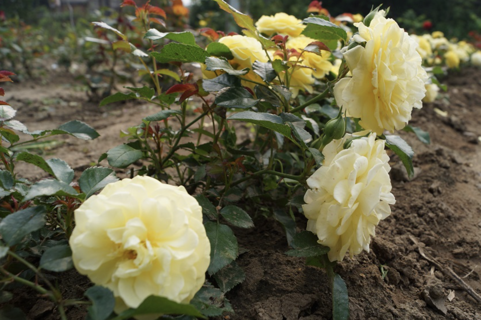 Как привить розу на шиповник летом – пошаговая инструкция