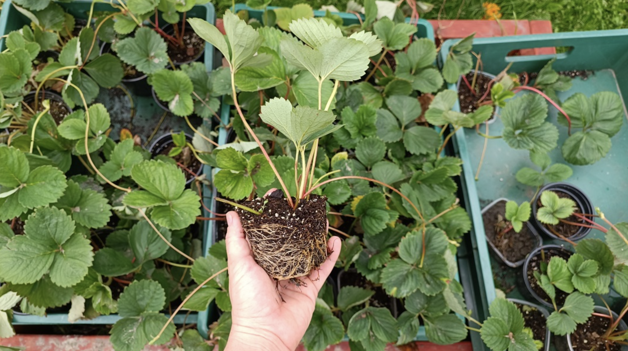 Как посадить клубнику осенью в открытый грунт: что положить в лунку и чемобработать саженцы