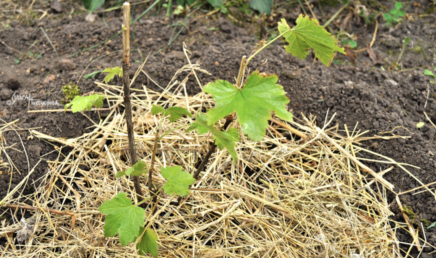 Как посадить саженцы смородины: что положить в лунку и как подготовитьпосадочную яму