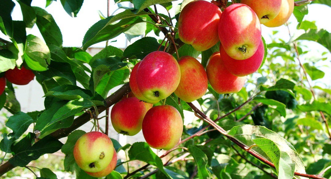 Иммунные яблони. Сорта темно-красных яблок Уэлси. Саженцы яблони Уэлси купить.