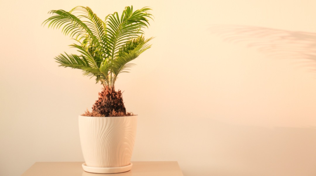 Как посадить финиковую пальму в домашних условиях и пересадить саженец в новый горшок