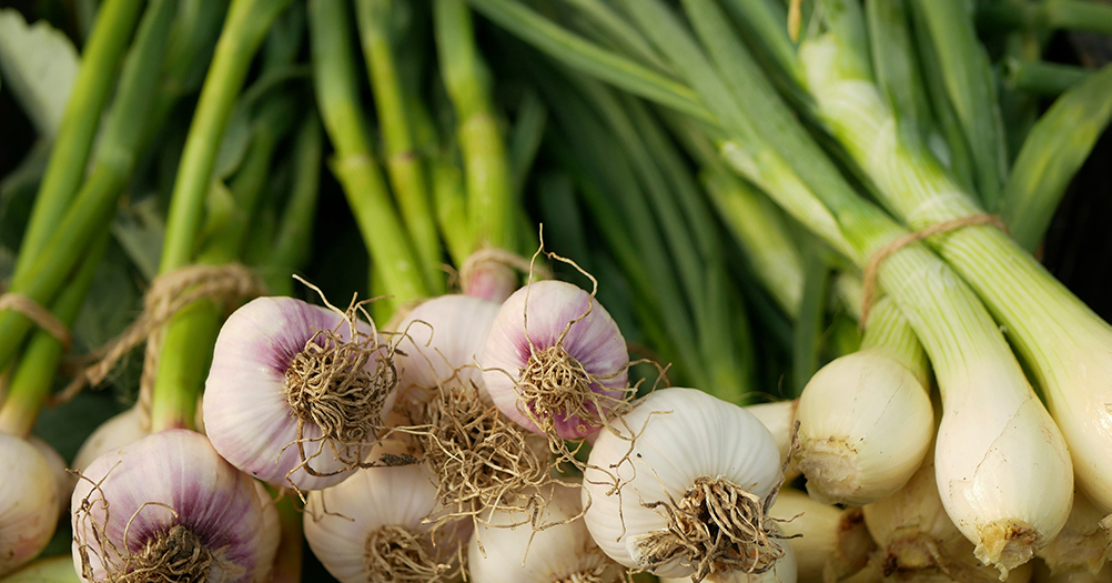 Удобрения для чеснока и лука: чем подкормить культуры весной