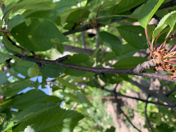 Монилиоз вишни как лечить весной после цветения фото